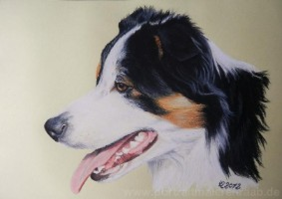 Hundeportrait Pastellkreide