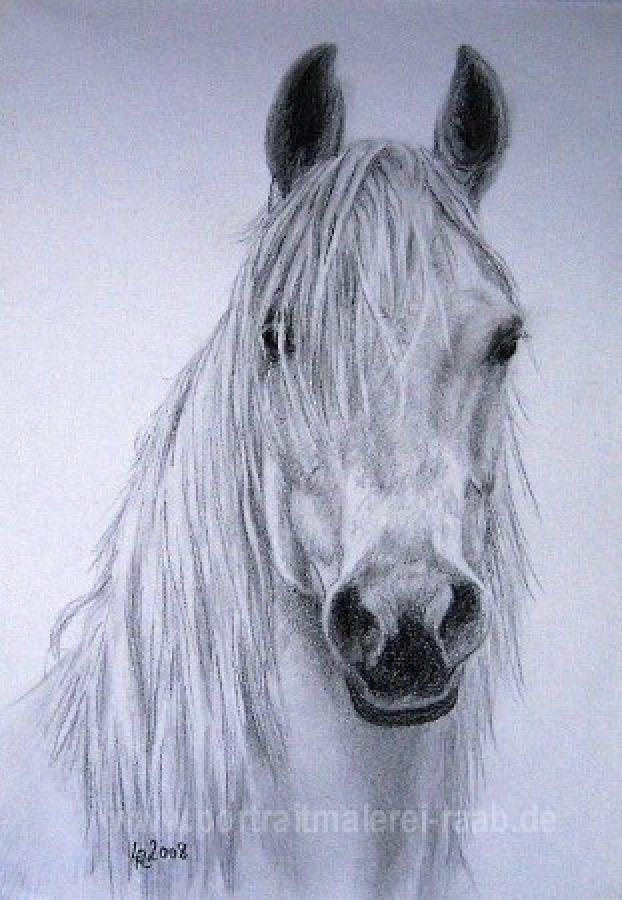 Pferdeportrait Graphitezeichnung