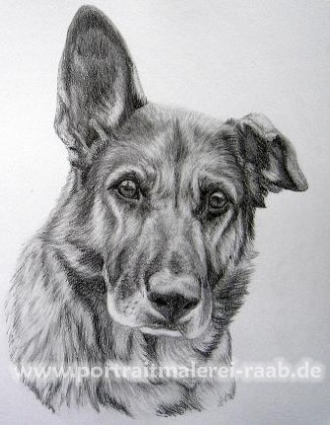 Hundeportrait